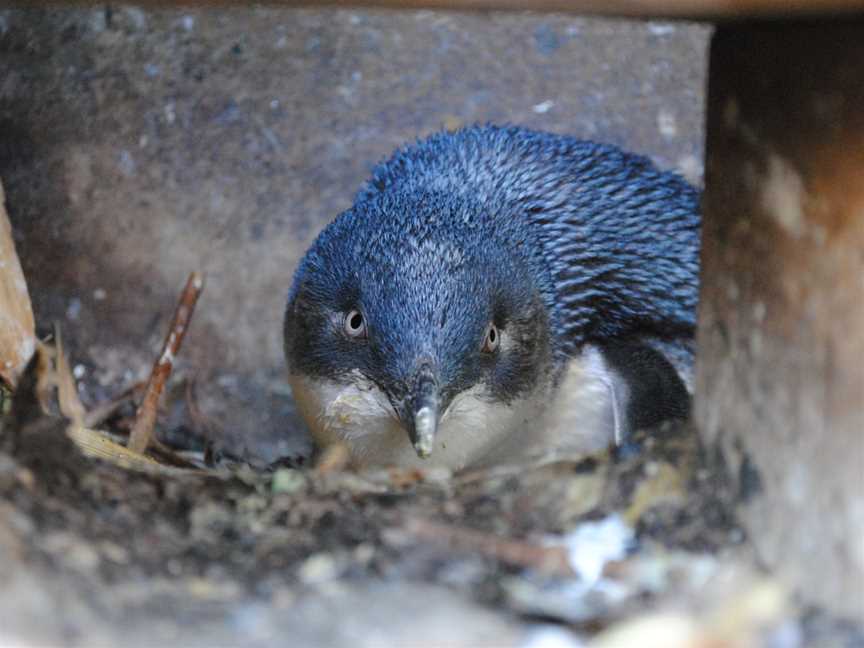 Oamaru Blue Penguin Colony, South Hill, New Zealand