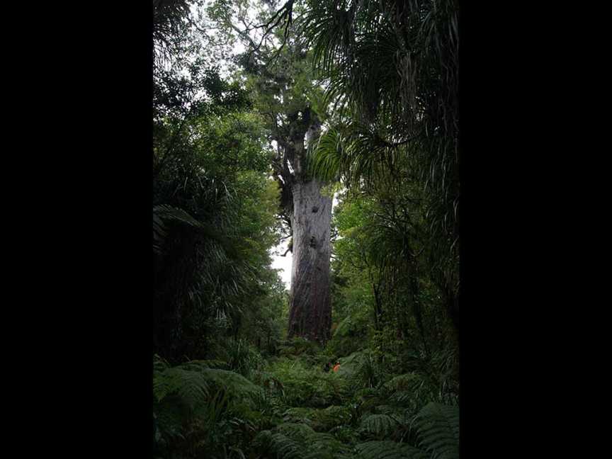 Tane Mahuta, Dargaville, New Zealand