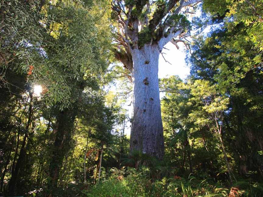 Tane Mahuta, Dargaville, New Zealand