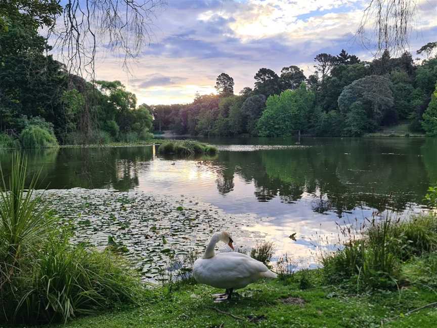 Rotokawau/Virginia Lake Reserve, Whanganui, New Zealand