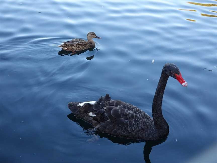 Western Springs Park, Western Springs, New Zealand