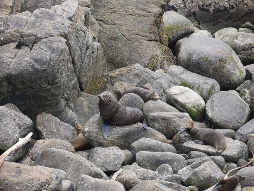 Seal Colony Tauranga Bay, Cape Foulwind, New Zealand