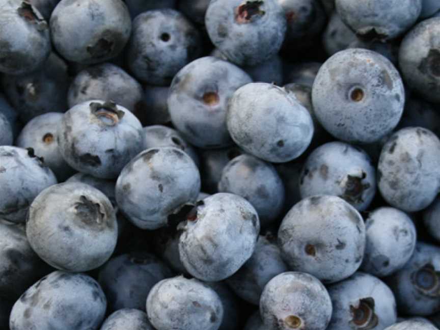 Blueberry Country Ngatea, Ngatea, New Zealand