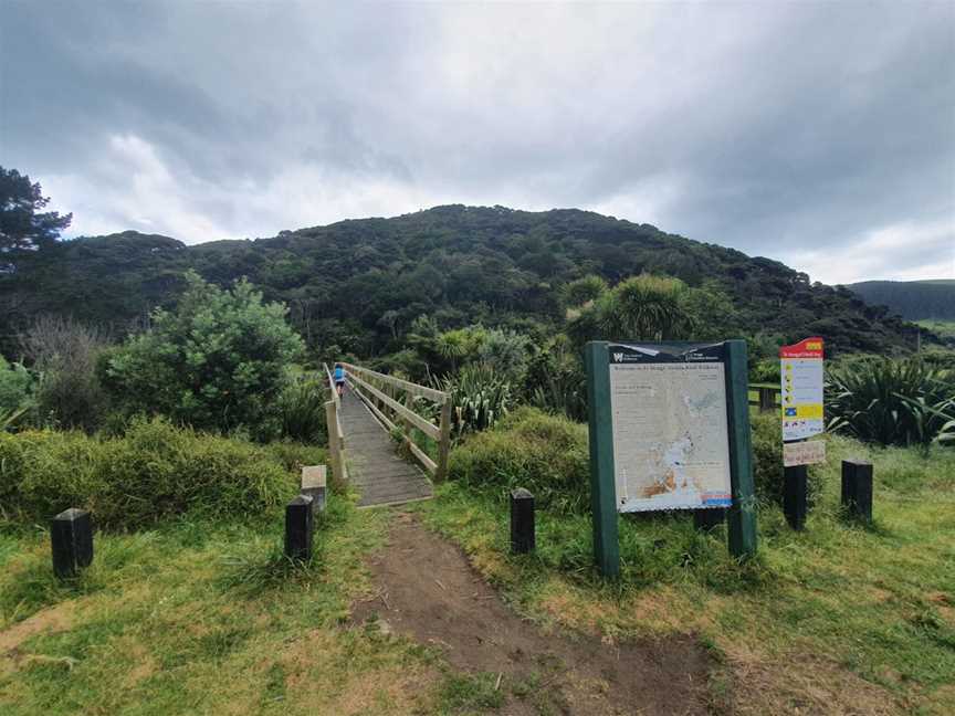 Te Henga Walkway, Waitakere, New Zealand