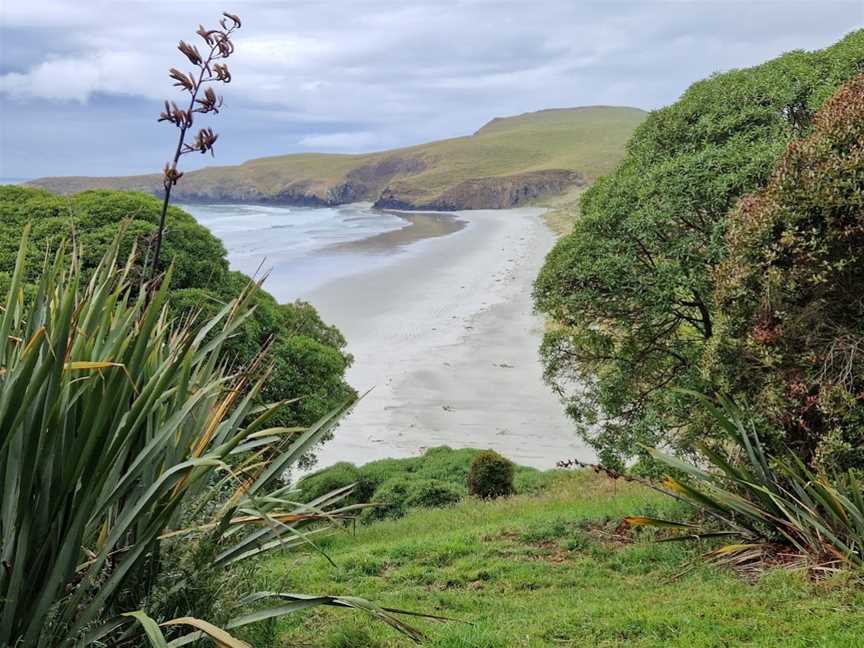 Penguin Place, Harington Point, New Zealand