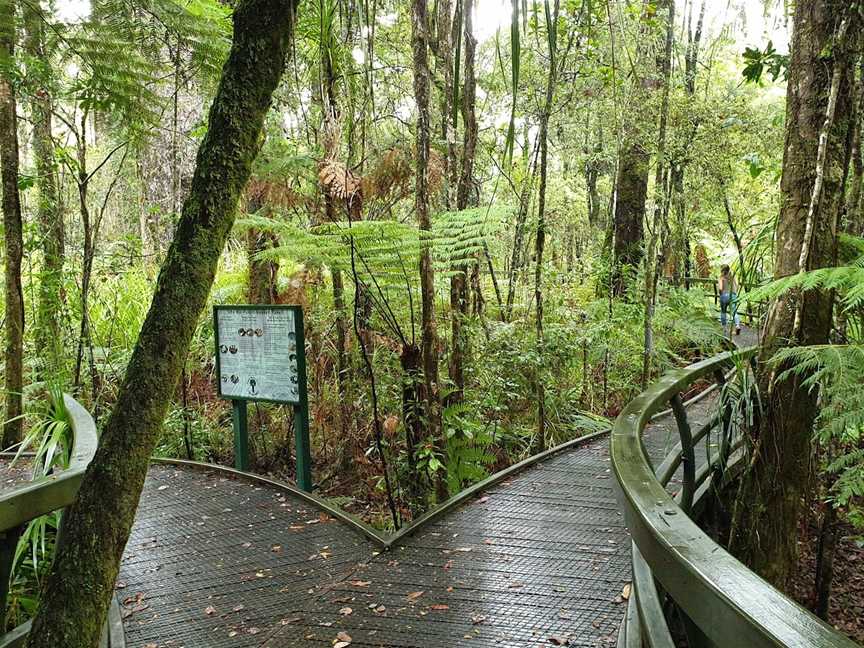 Kauri Walk, Puketi Forest, Okaihau, New Zealand