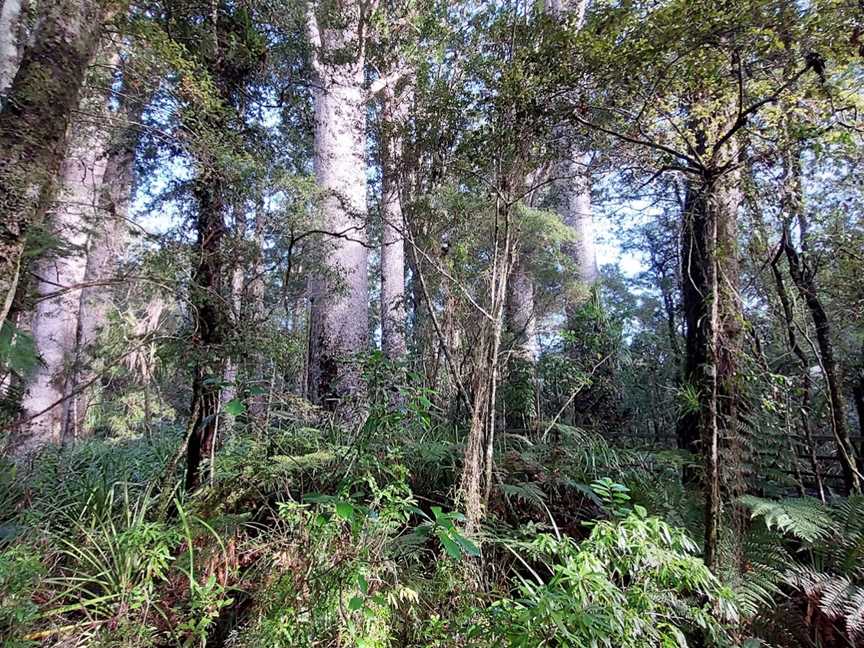 Kauri Walk, Puketi Forest, Okaihau, New Zealand