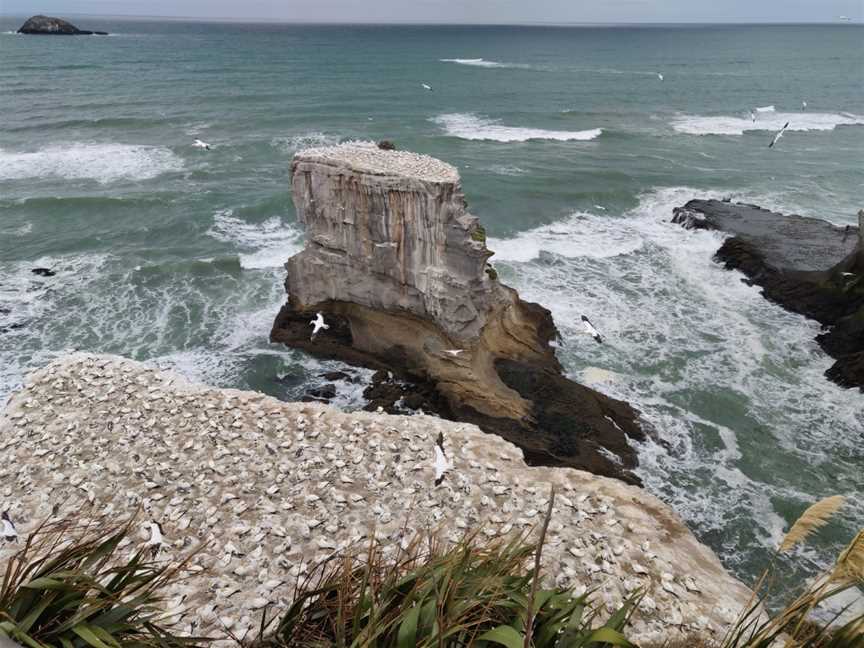 Muriwai Gannet Colony Lookout, Muriwai, New Zealand