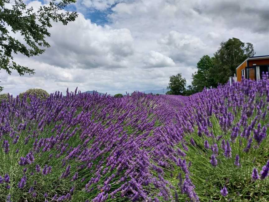 Alphra Lavender, Te Awamutu, New Zealand