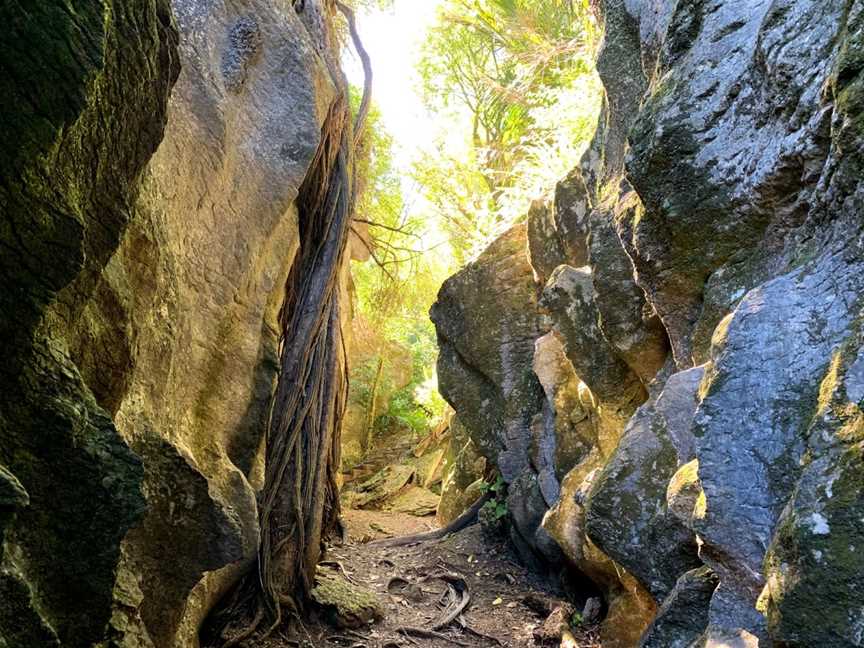 The Grove Scenic Reserve, Clifton, New Zealand