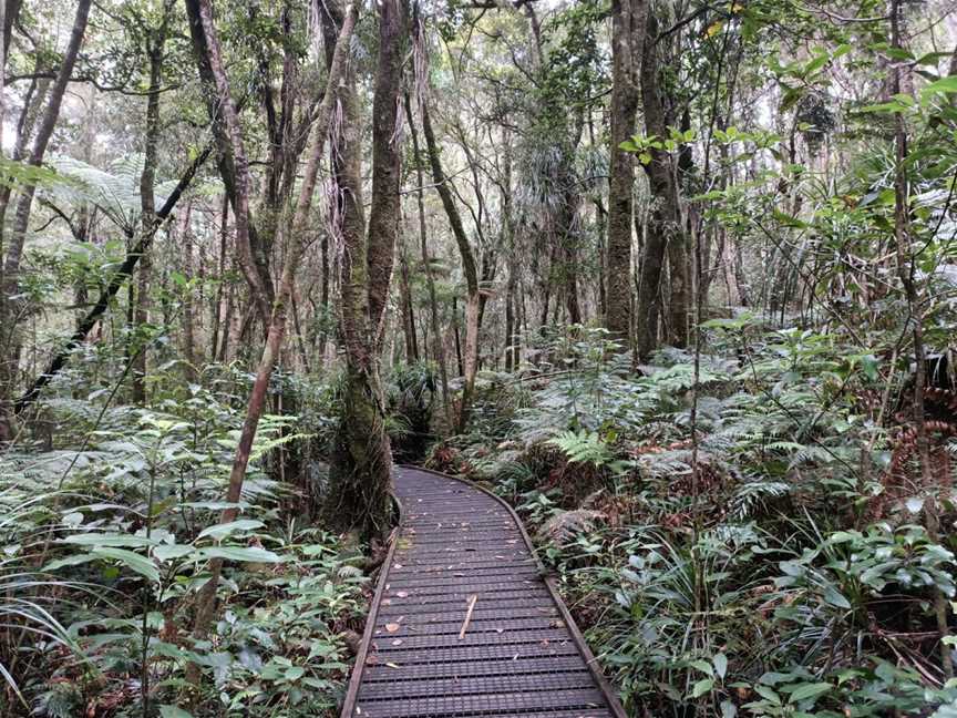 Trounson Kauri Park, Dargaville, New Zealand