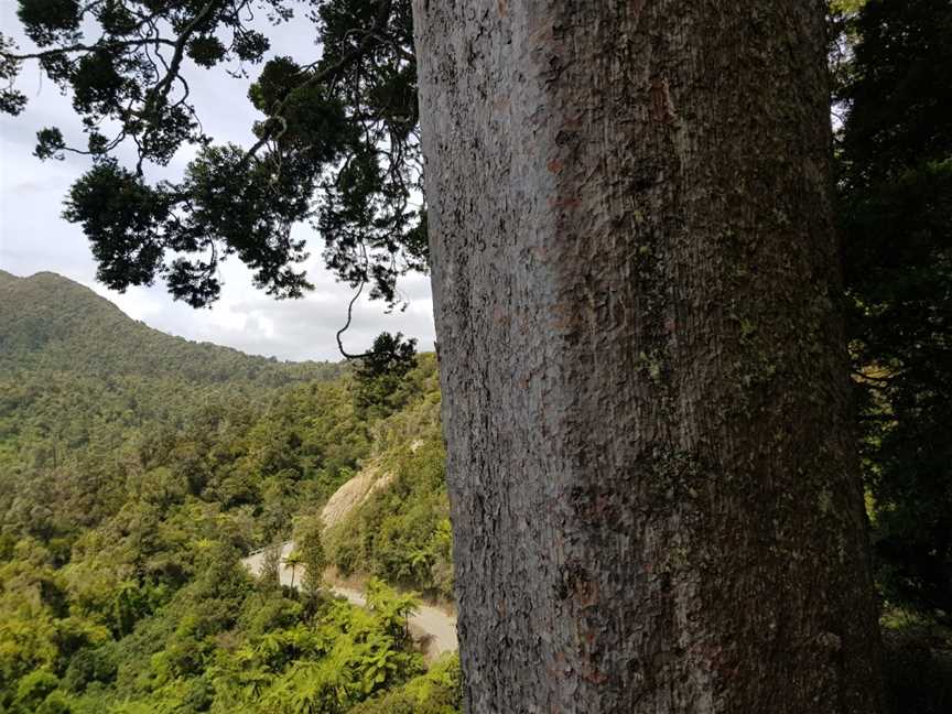 Square Kauri, Mercury Bay, New Zealand