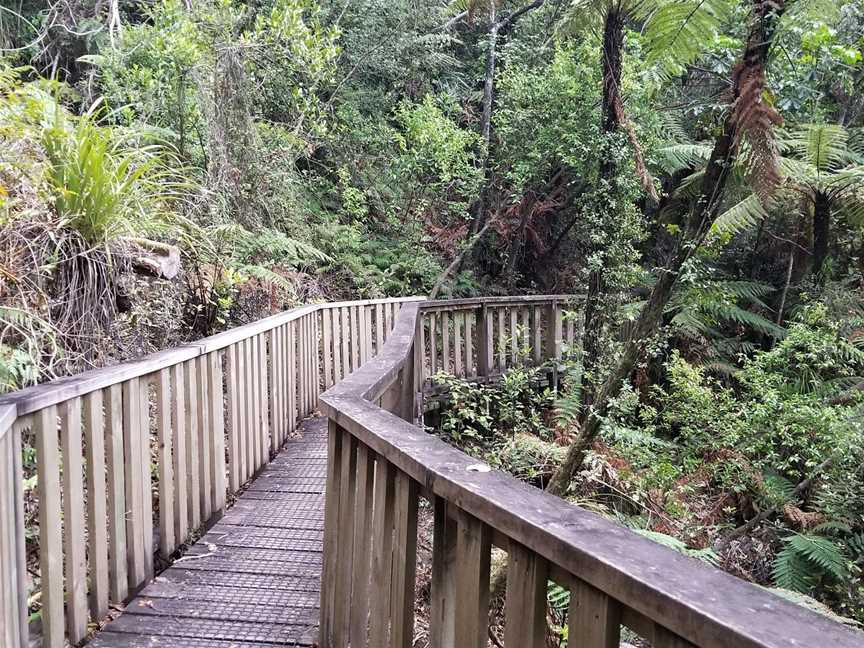 Square Kauri, Mercury Bay, New Zealand