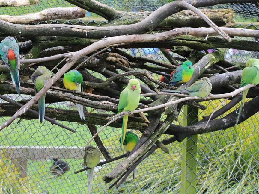 Virginia Lake Aviary, Whanganui, New Zealand