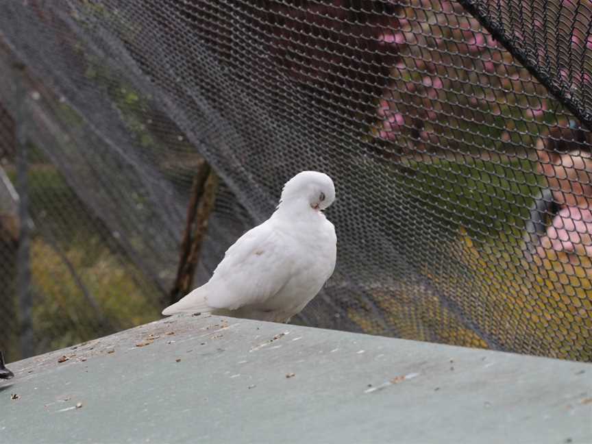 Virginia Lake Aviary, Whanganui, New Zealand