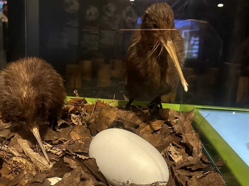 The National Kiwi Hatchery, Fairy Springs, New Zealand