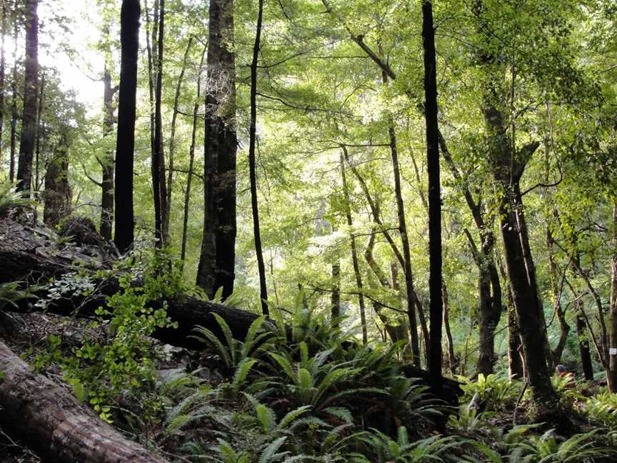 The Brook Waimarama Sanctuary, The Brook, New Zealand