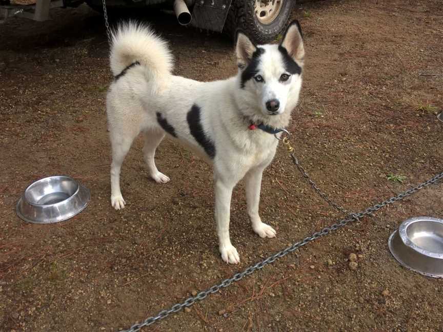 Timberline Racing Siberian Huskies, Rotorua, New Zealand