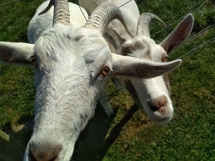 Famlan Farm Park, Claremont, New Zealand