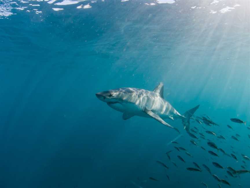 Shark Experience, Bluff, New Zealand