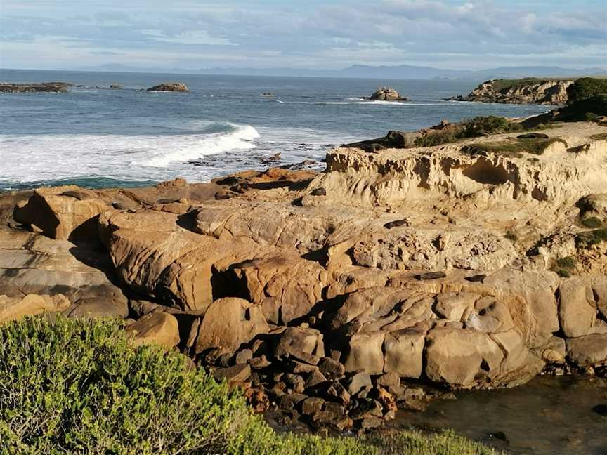 Fur seal viewing walk, Palmerston, New Zealand