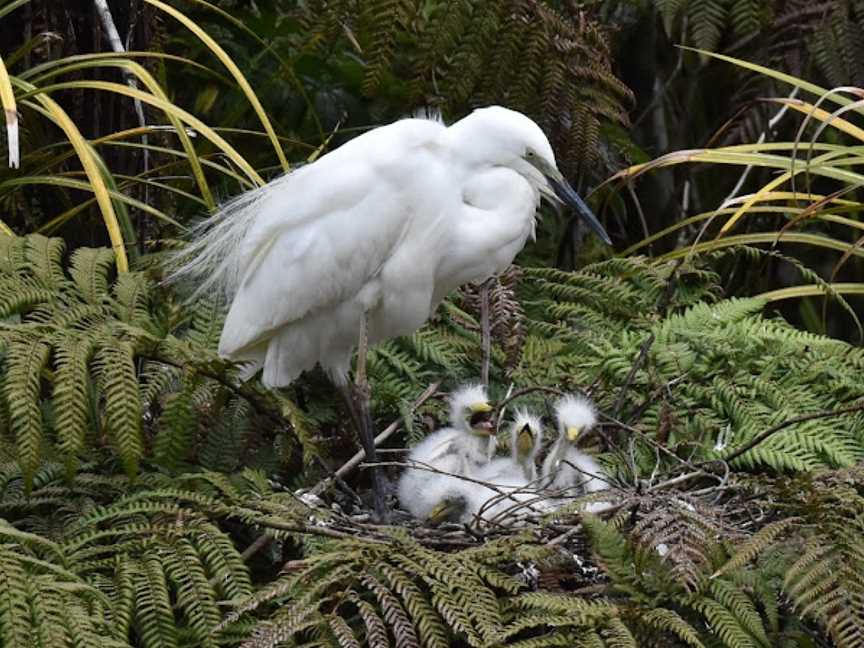 White Heron Sanctuary Tours, Whataroa, New Zealand