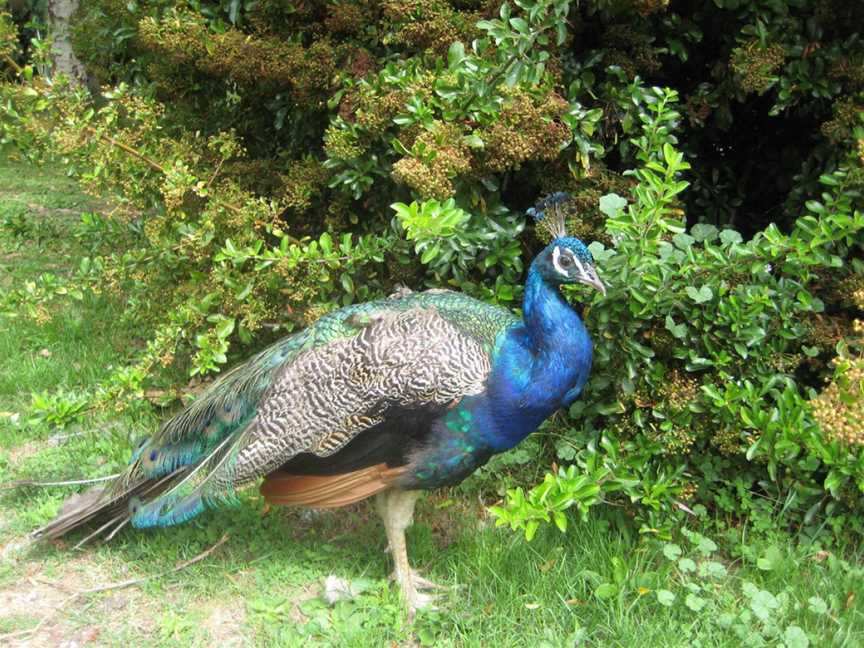 Zoological Gardens, Frankton, New Zealand