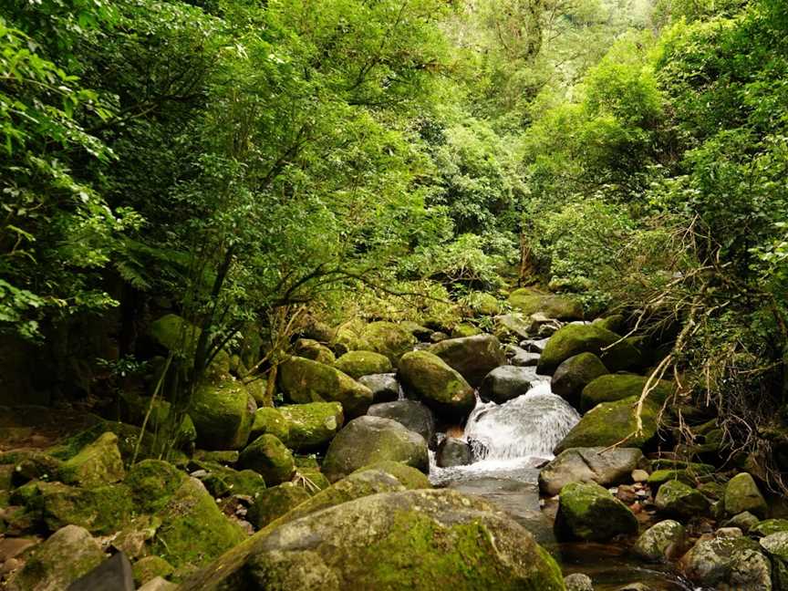 Wairere Falls Track, Te Aroha, New Zealand