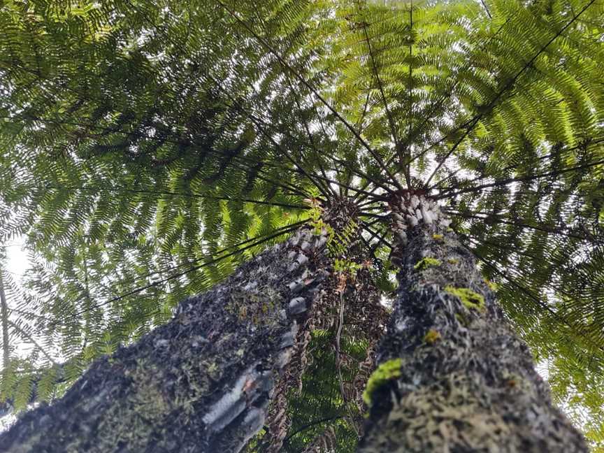 Opua Kauri Walk, Northland, New Zealand