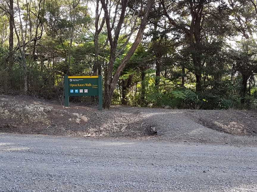 Opua Kauri Walk, Northland, New Zealand