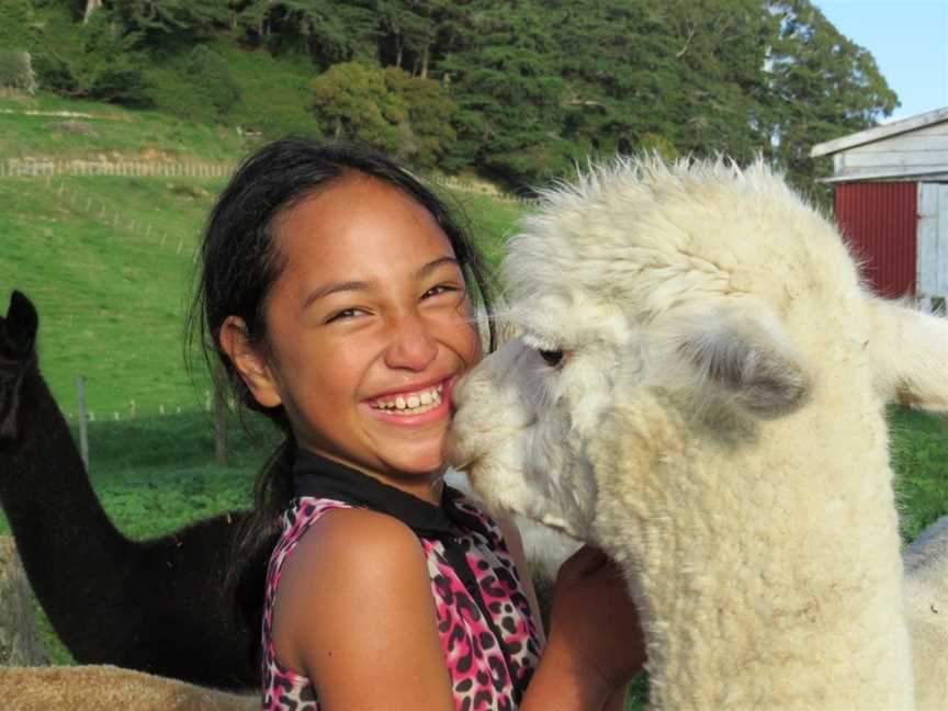 Q TAZ Alpacas, Paeroa, New Zealand