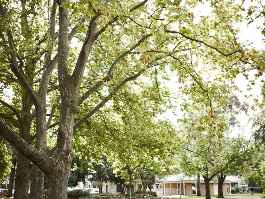 Wangaratta's Significant Trees Walks, Wangaratta, VIC