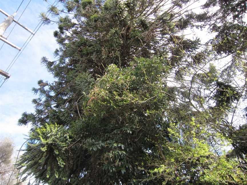 Wangaratta's Significant Trees Walks, Wangaratta, VIC