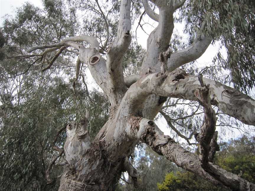 Wangaratta's Significant Trees Walks, Wangaratta, VIC