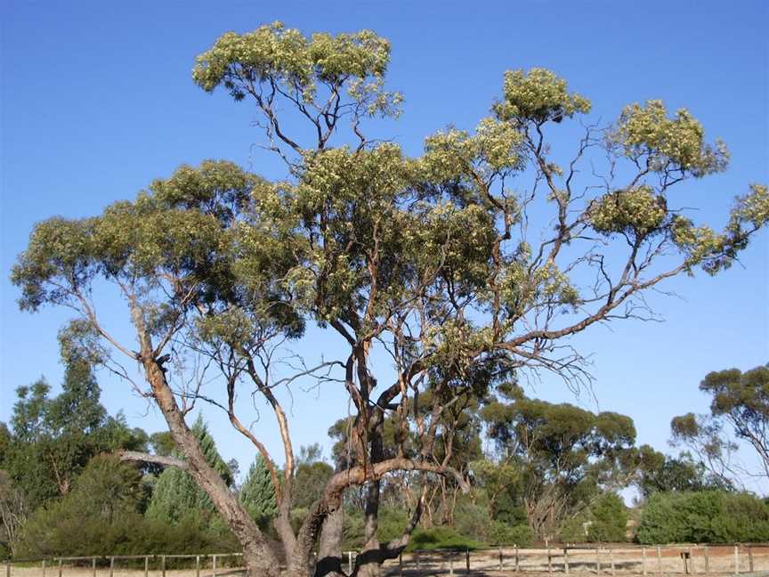 Australian Inland Botanic Gardens, Buronga, NSW