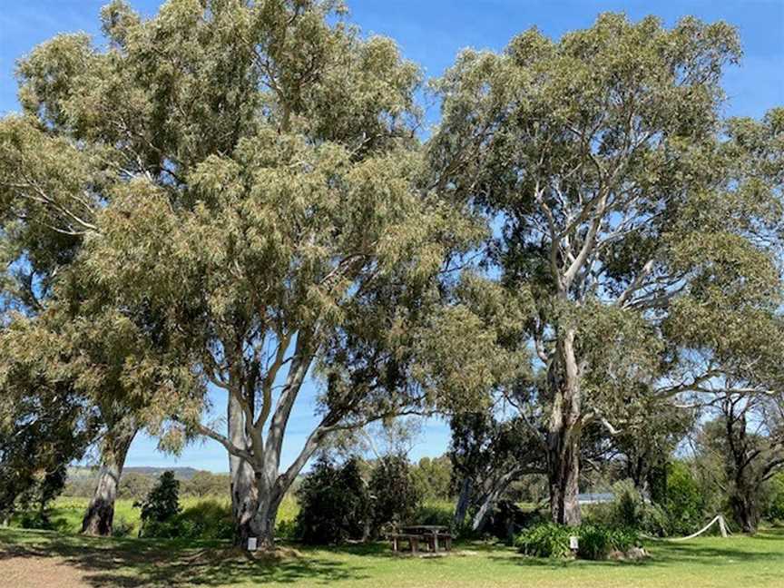 McLaren Vale Cellar Door Tree Trail, Willunga, SA