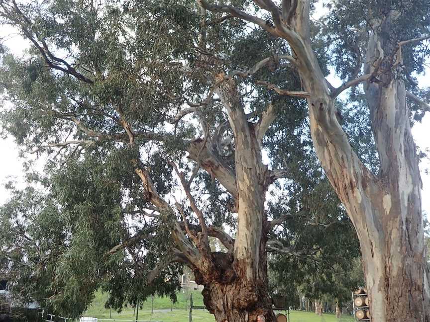 McLaren Vale Cellar Door Tree Trail, Willunga, SA