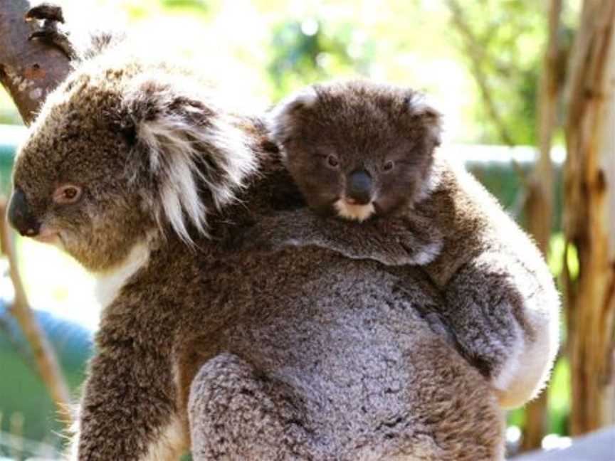 Koala Conservation Reserve, Rhyll, VIC