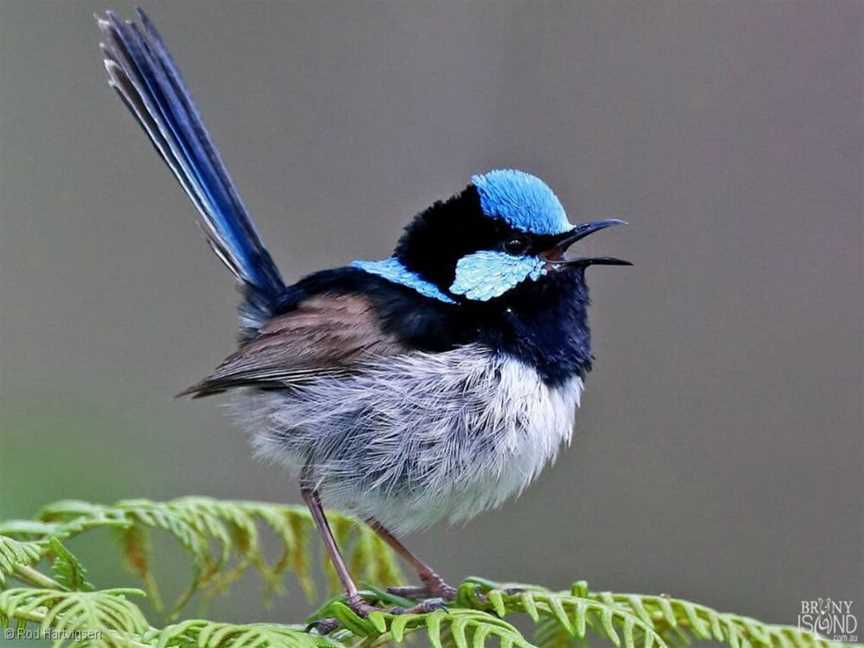 Dungog Area Birding Route, Dungog, NSW