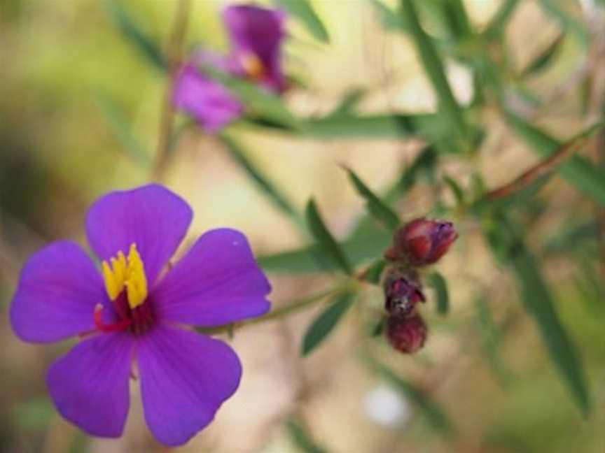 Umbrawarra Gorge Nature Park, Pine Creek, NT