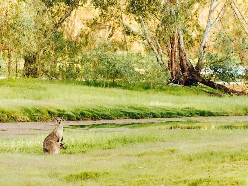 Wonga Wetlands, Albury, NSW