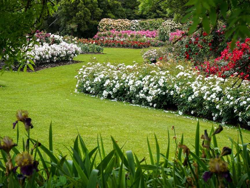 Treloar Roses Display Garden, Bolwarra, VIC