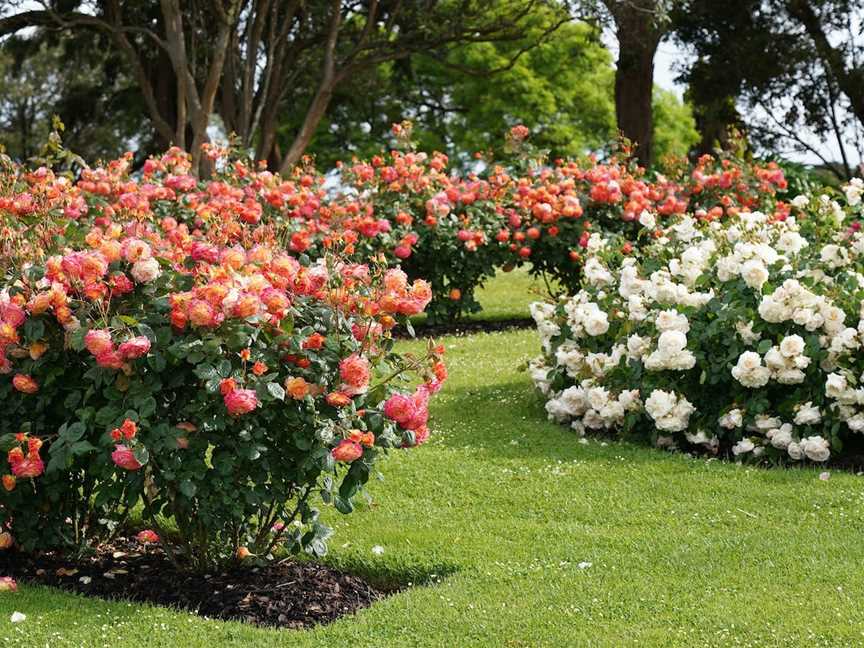 Treloar Roses Display Garden, Bolwarra, VIC