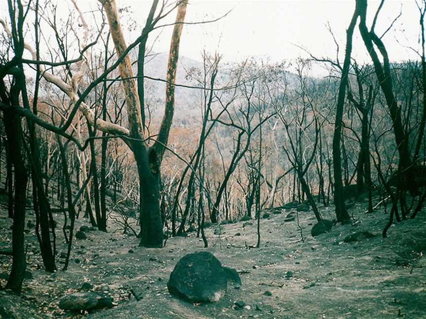 Snowy Wilderness, Jindabyne, NSW