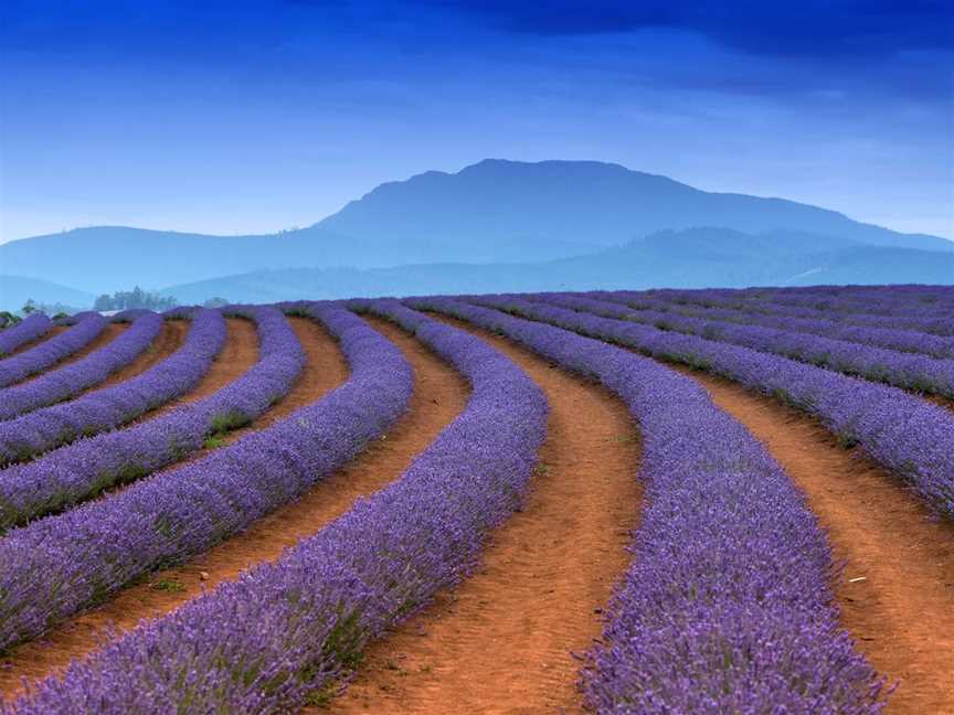 Bridestowe Lavender Estate, Nabowla, TAS