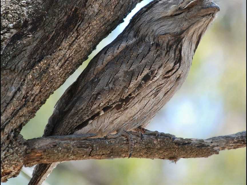 Chinamans Island Nature Reserve, Yarrawonga, VIC