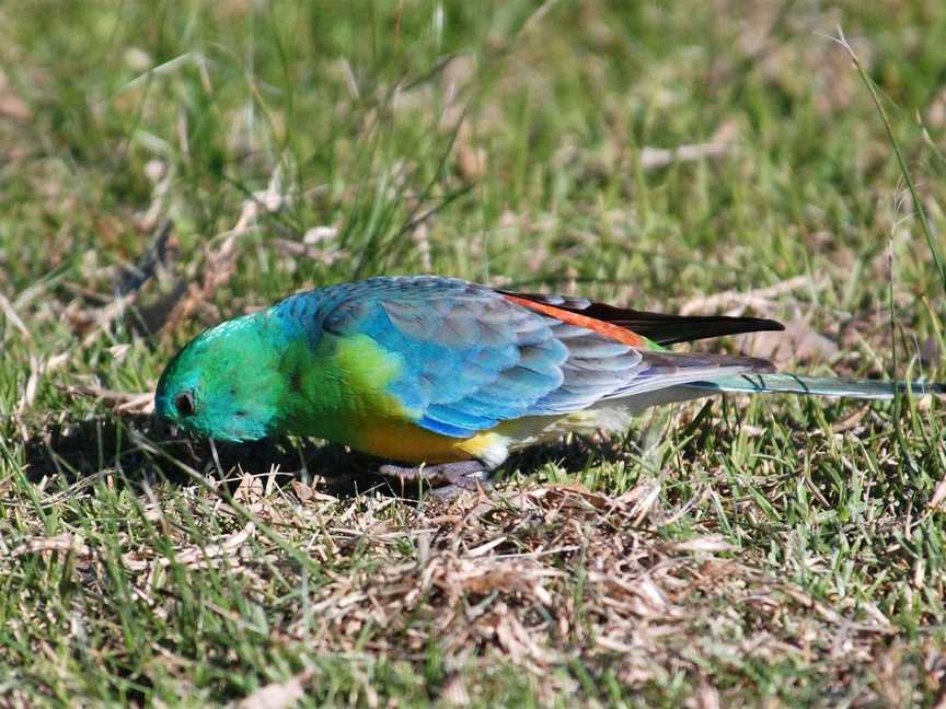 Chinamans Island Nature Reserve, Yarrawonga, VIC