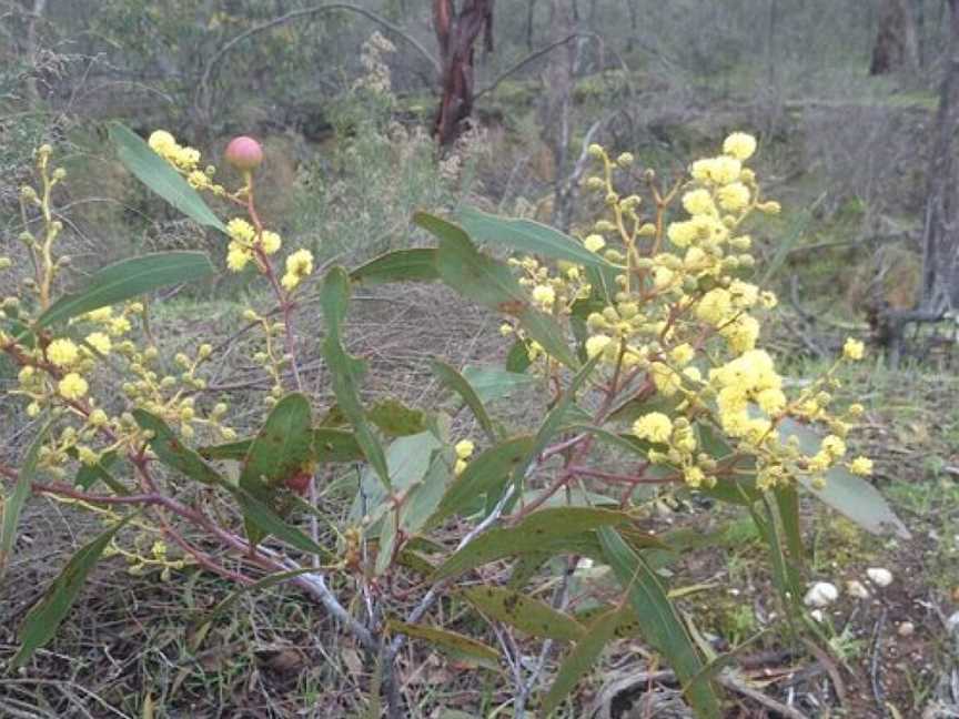 Goldfields Track, Ballarat East, VIC