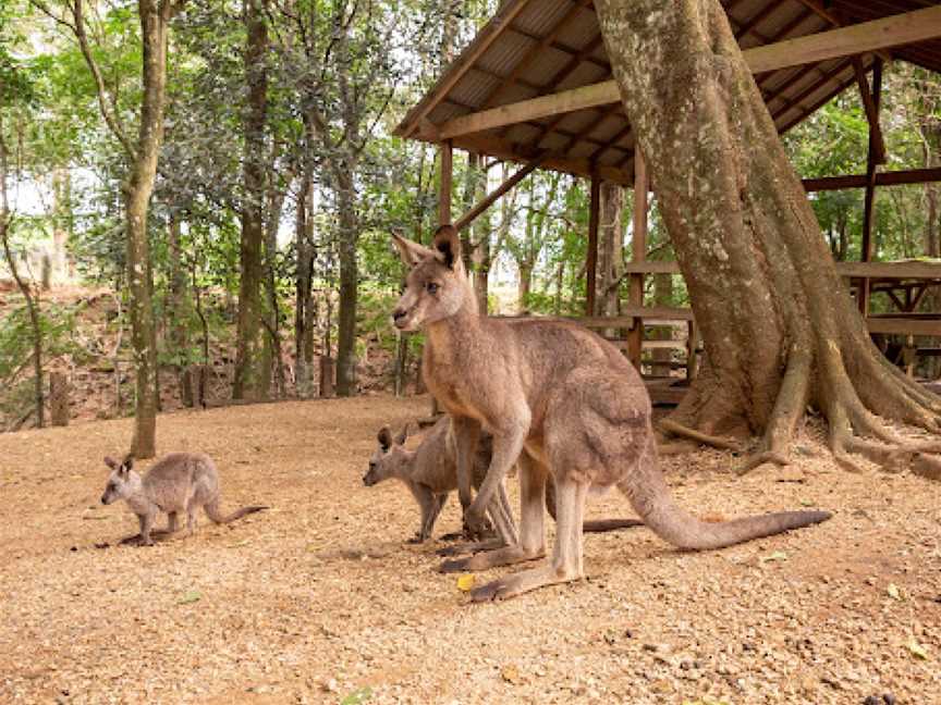 Byron Bay Wildlife Sanctuary, Knockrow, NSW