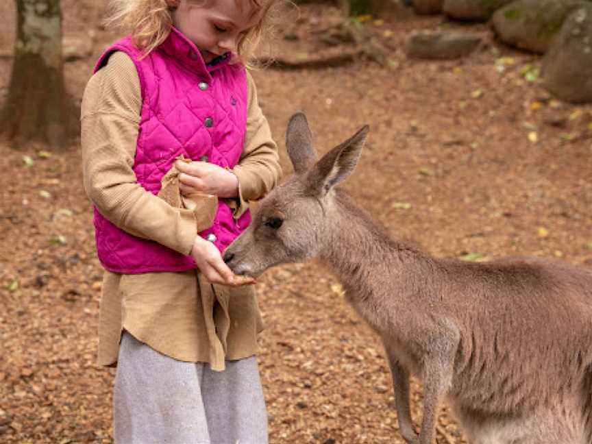 Byron Bay Wildlife Sanctuary, Knockrow, NSW